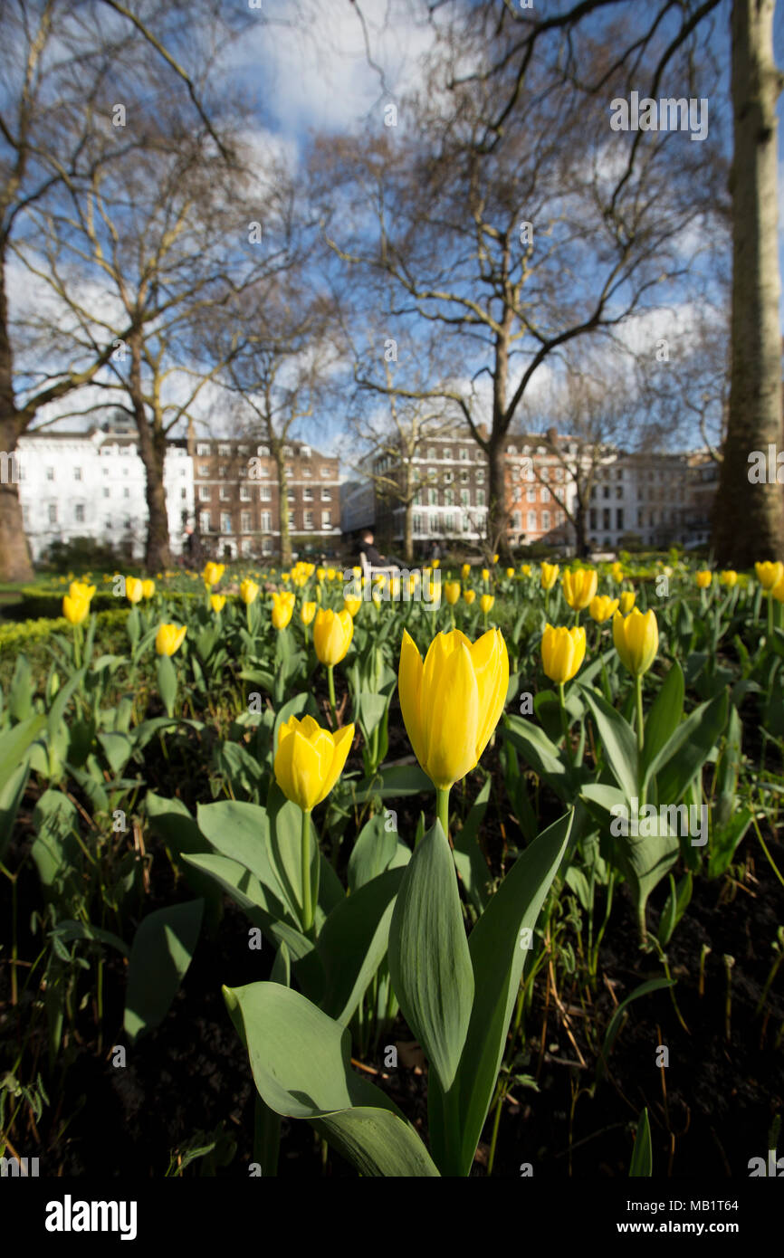 St James's Square, one of London's most prestigious garden squares in the exclusive St James's district of City of Westminster, London, England, UK Stock Photo
