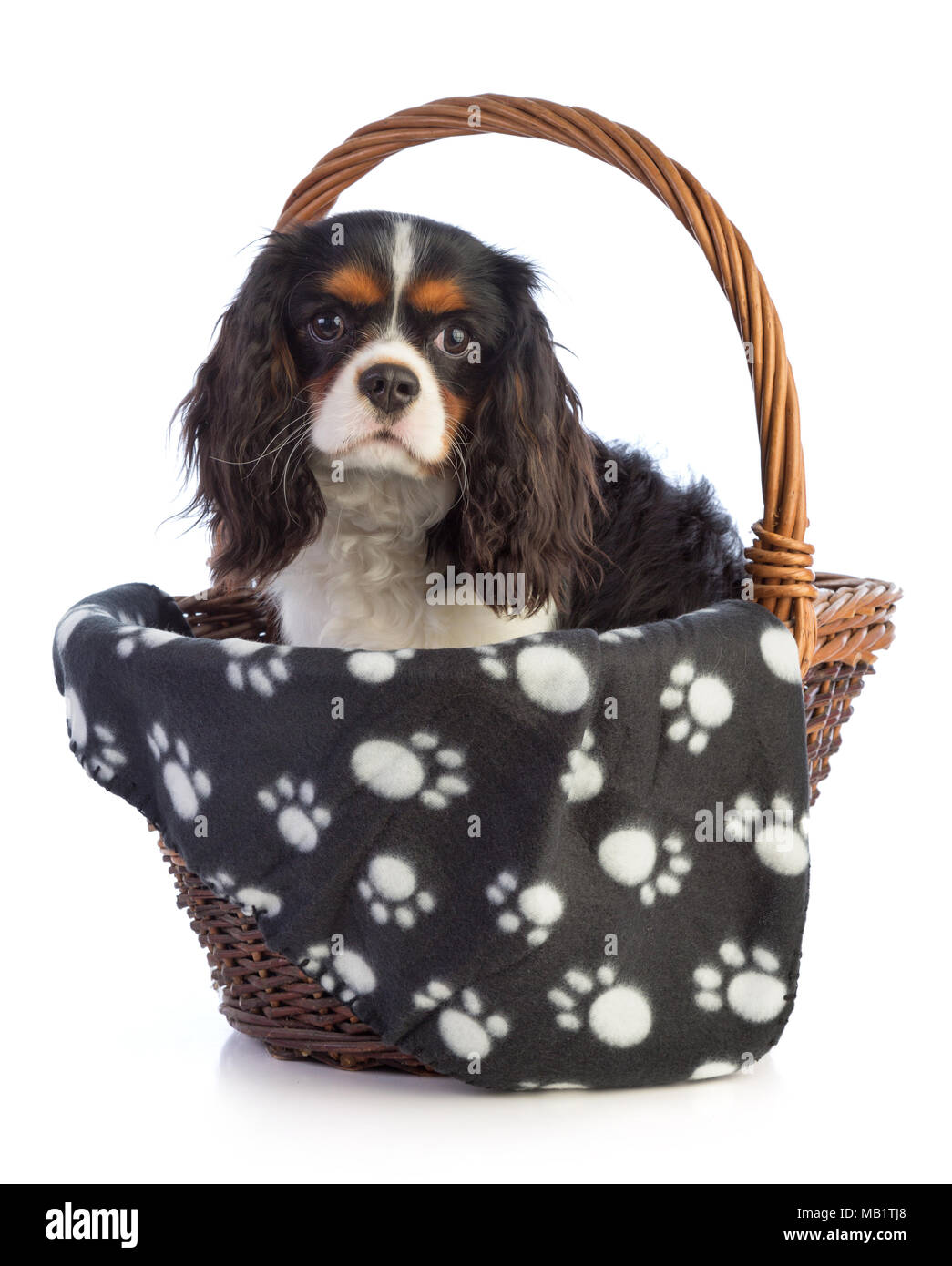 Cavalier king Charles in basket with blanket on a white background