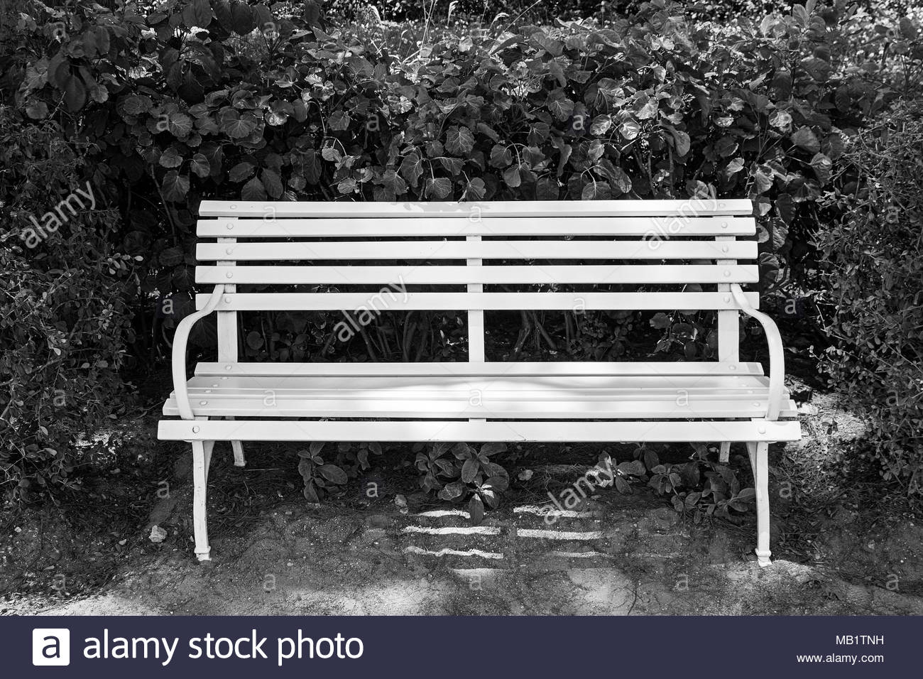 White Wooden Bench Seat Shrubs Outdoor Nobody Park Relaxation