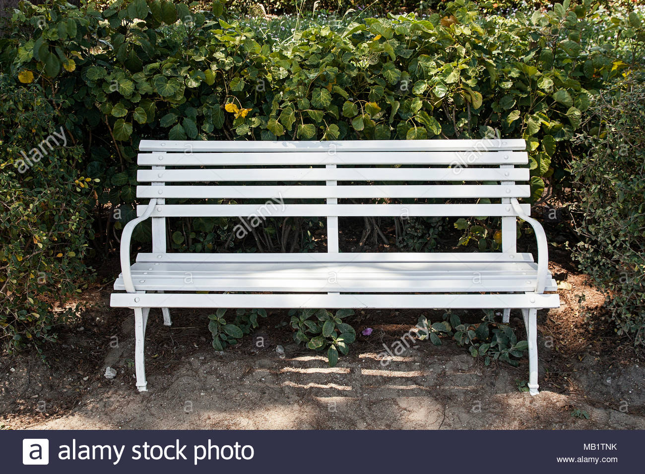 White Wooden Bench Seat Shrubs Outdoor Nobody Park Relaxation