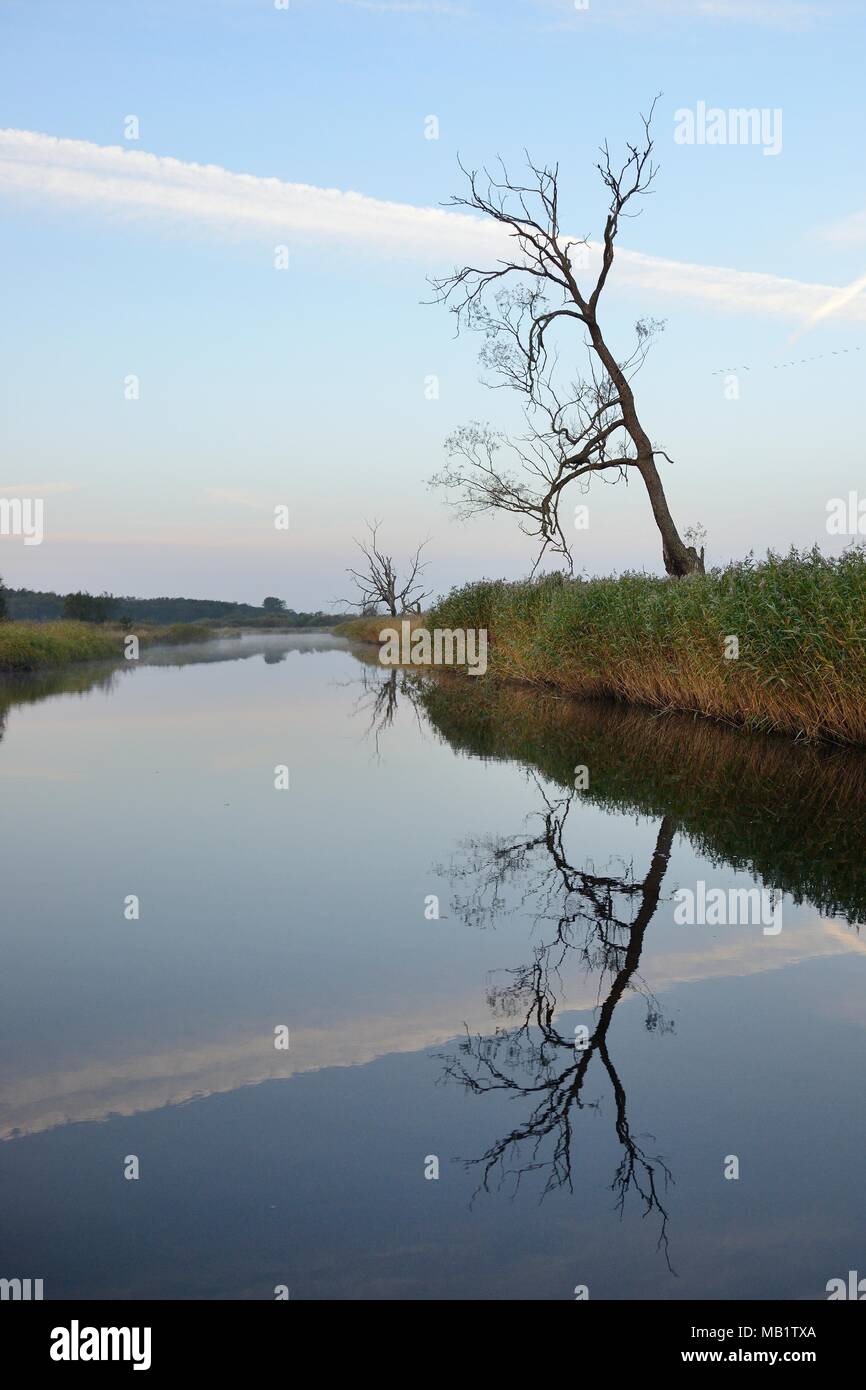 Tree reflected in the Kasari River at dawn in Matsalu National Park, Kloostri, Estonia, September 2017. Stock Photo