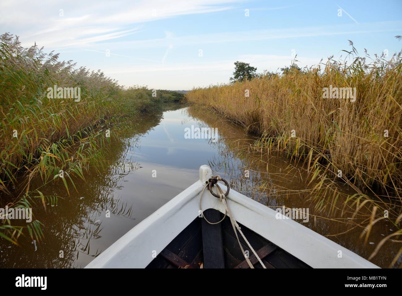 Boat navigating the narrow Suitsu River, flanked by dense beds of Common reeds (Phragmites communis), Matsalu National Park, Kloostri, Estonia, Septem Stock Photo