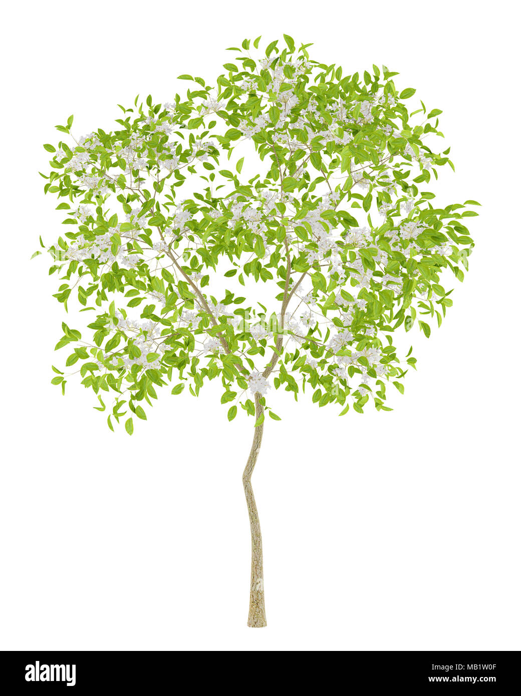 flowering pear tree isolated on white background. 3d illustration Stock