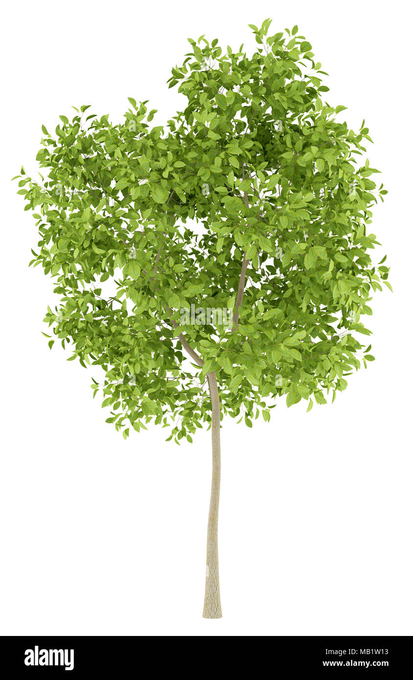 pear tree isolated on white background. 3d illustration Stock Photo - Alamy