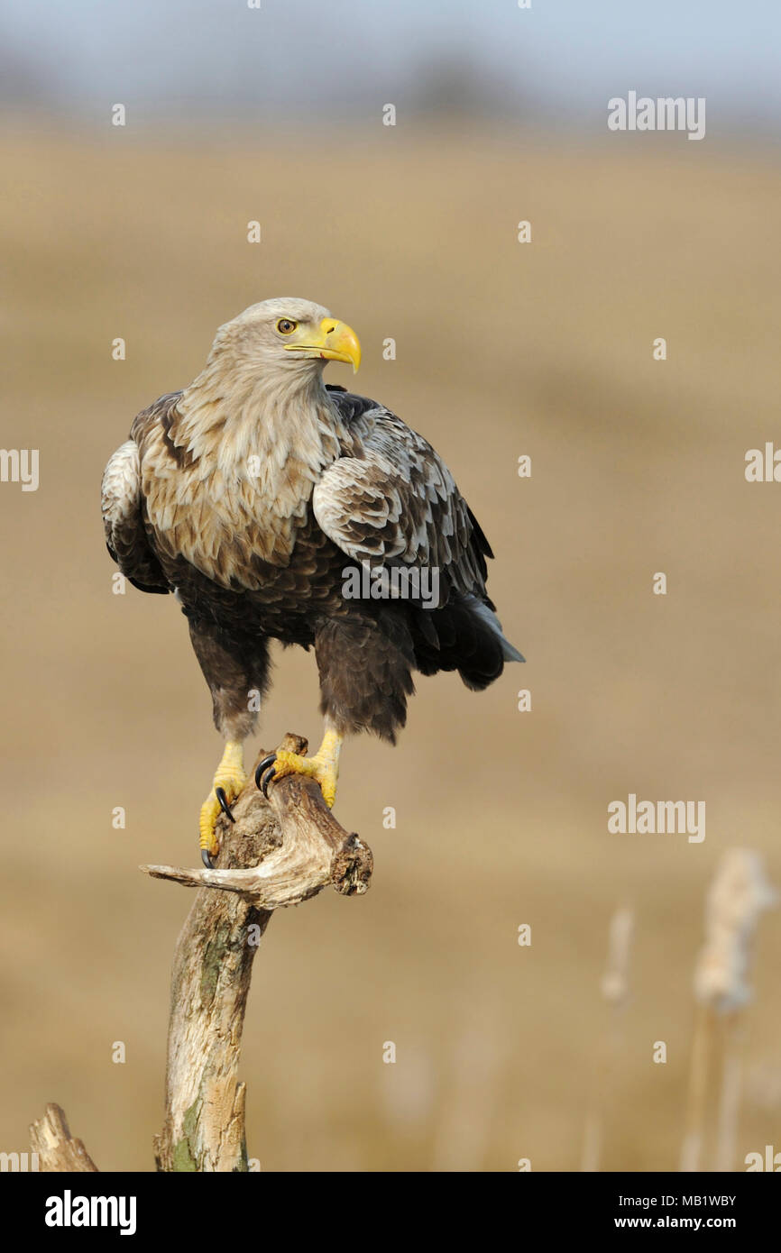 White tailed Eagle / Sea Eagle / Seeadler ( Haliaeetus albicilla ) perched on a wooden stick above the reeds, watching around attentively, wildlife, E Stock Photo