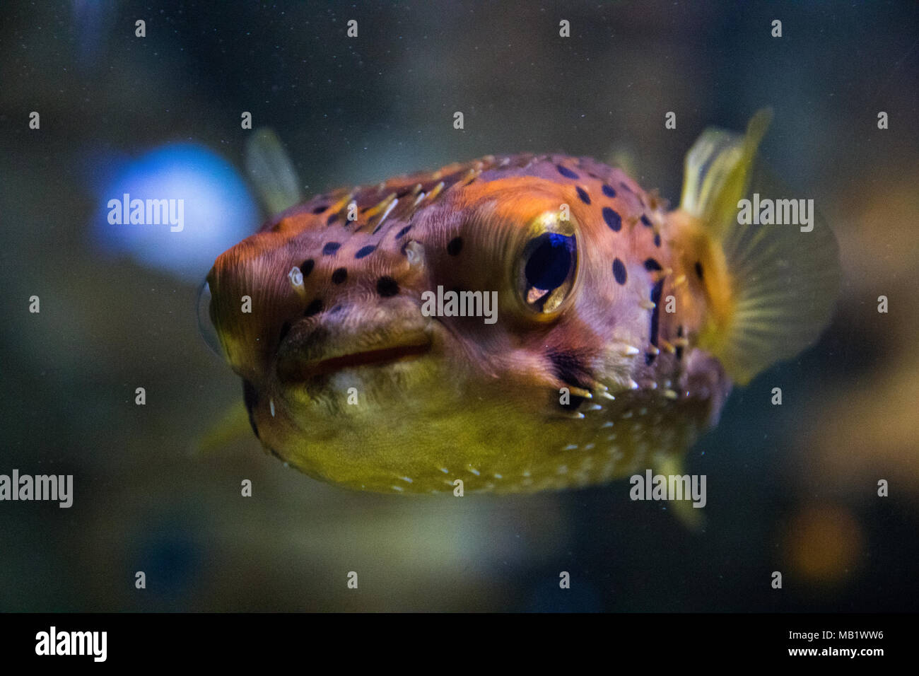 Puffer fish up close Stock Photo Alamy