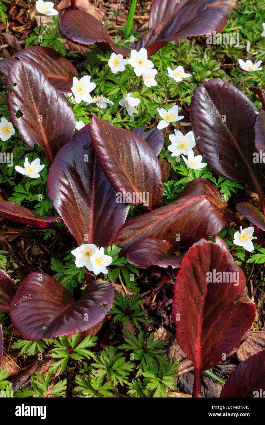 White spring flowers of the wood anemone, Anemone nemorosa, contrast with the evergreen, winter bronzed foliage of Bergenia 'Eric's Best' Stock Photo