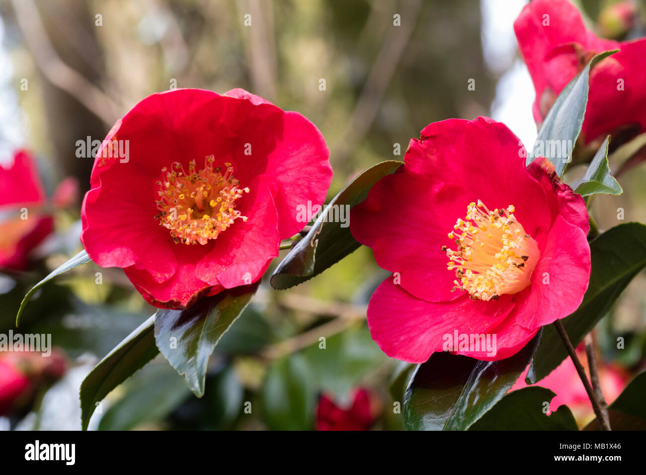 Single red spring flowers of the hardy evergreen shrub, Camellia japonica 'Jupiter', are enhanced by a boss of yellow stamens Stock Photo