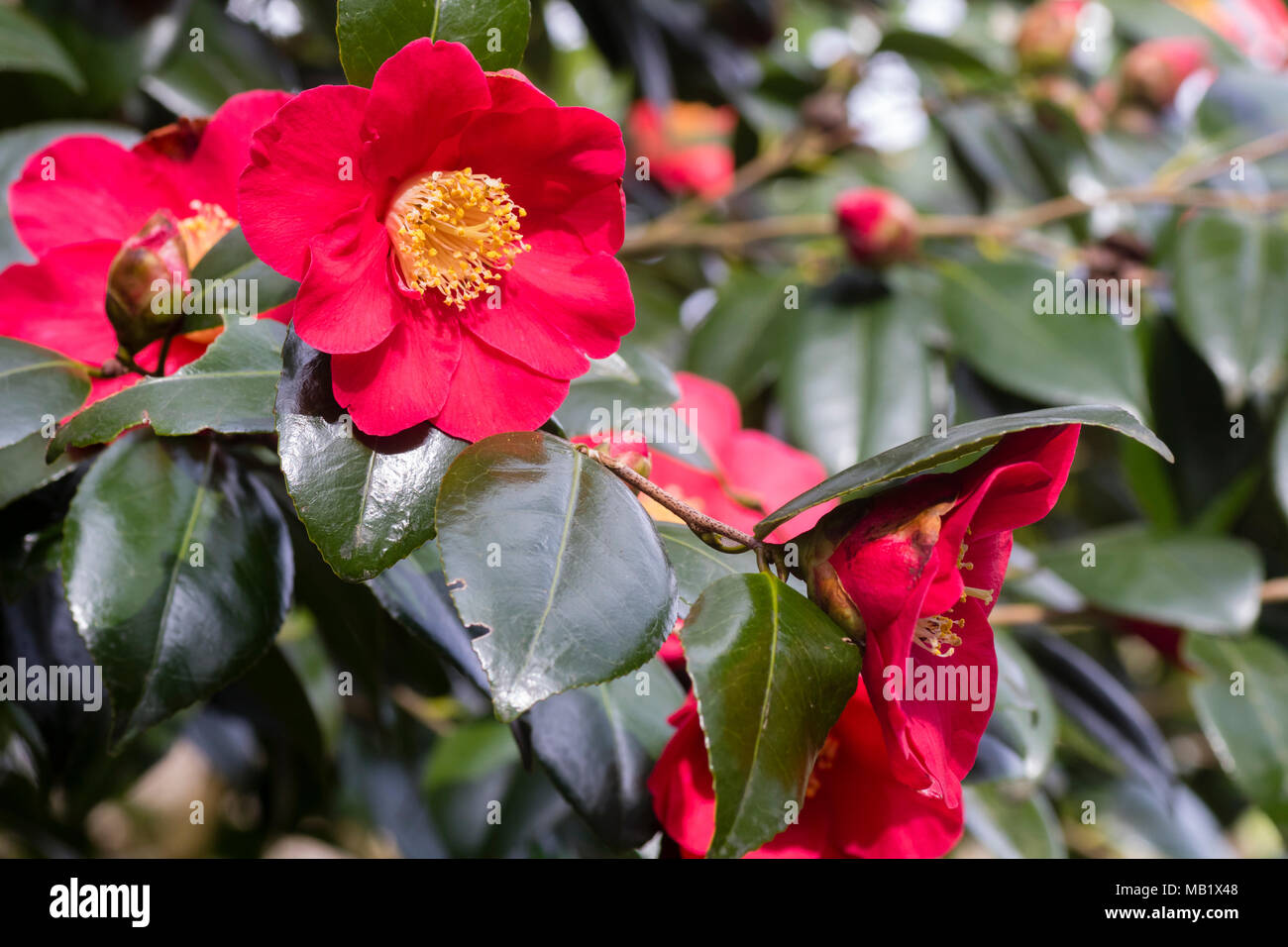 Single red spring flowers of the hardy evergreen shrub, Camellia japonica 'Jupiter', are enhanced by a boss of yellow stamens Stock Photo