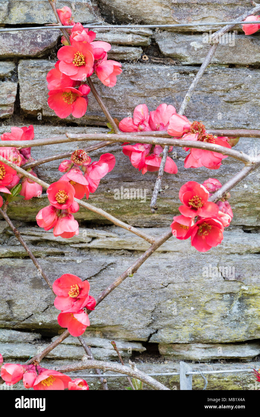 Wall trained shrub with early spring flowers of the Japanese quince, Chaenomeles speciosa 'Knap Hill Radiance' Stock Photo