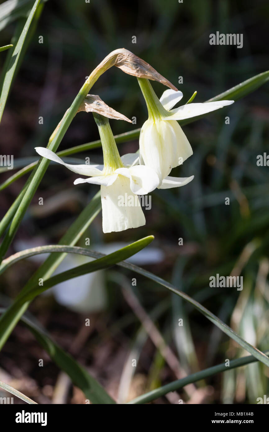 White trumpet flowers of the early spring blooming triandrus daffodil, Narcissus 'Ice Wings' Stock Photo