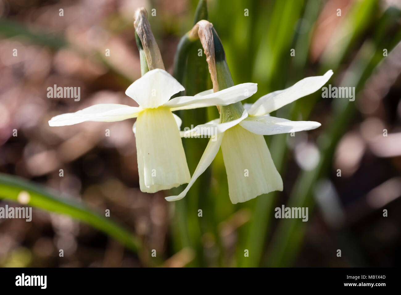 White trumpet flowers of the early spring blooming triandrus daffodil, Narcissus 'Ice Wings' Stock Photo
