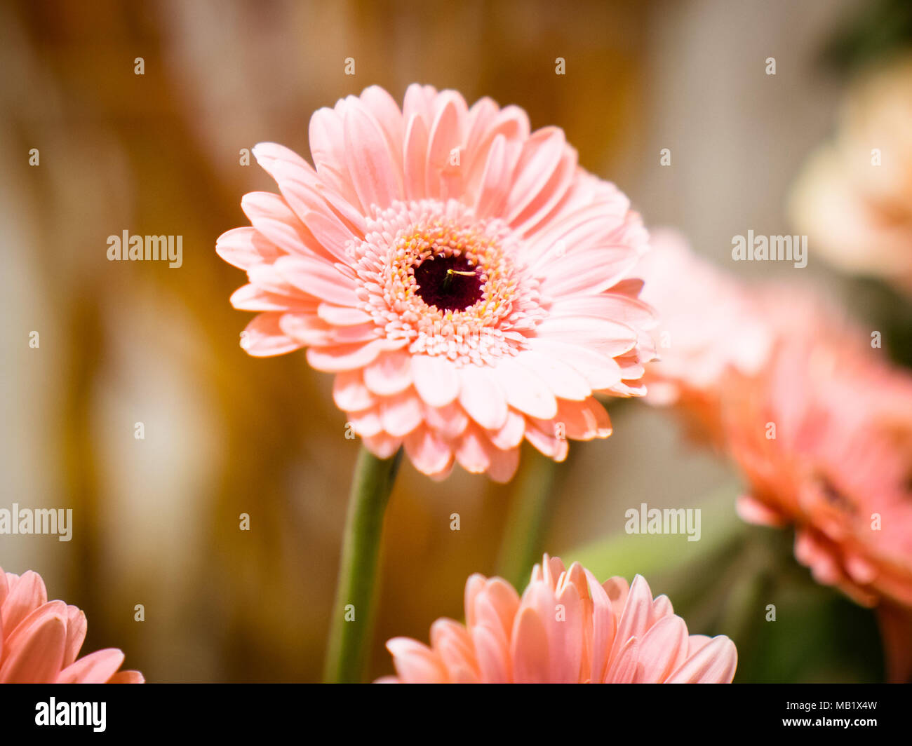 Chrysanthemum in pink in a beautiful representation Stock Photo