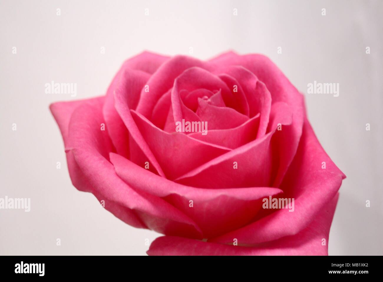 Pink Rose on white background Stock Photo - Alamy