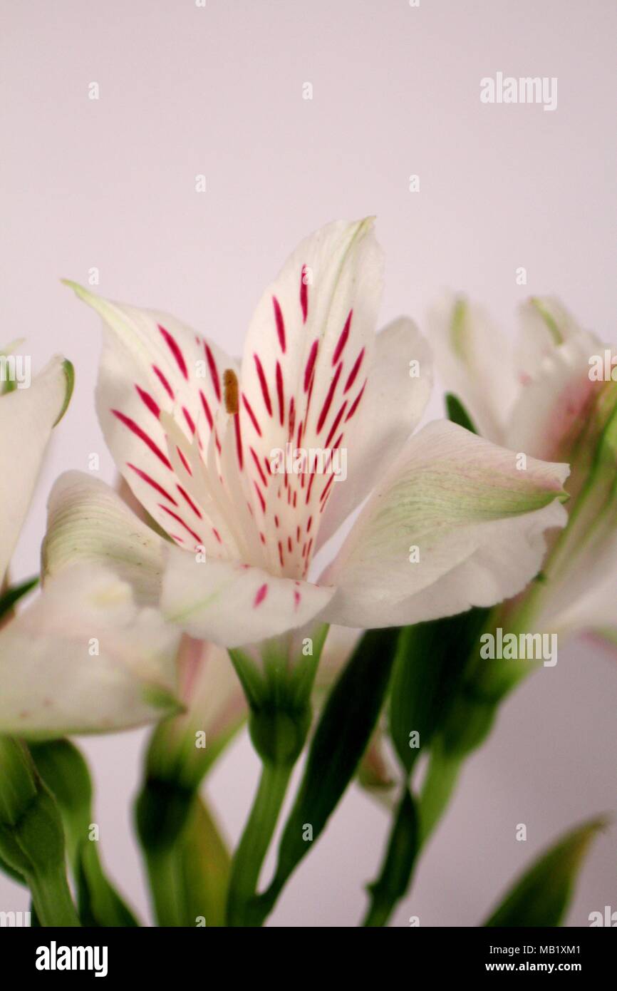 White Flower with Red specks on White background Stock Photo - Alamy