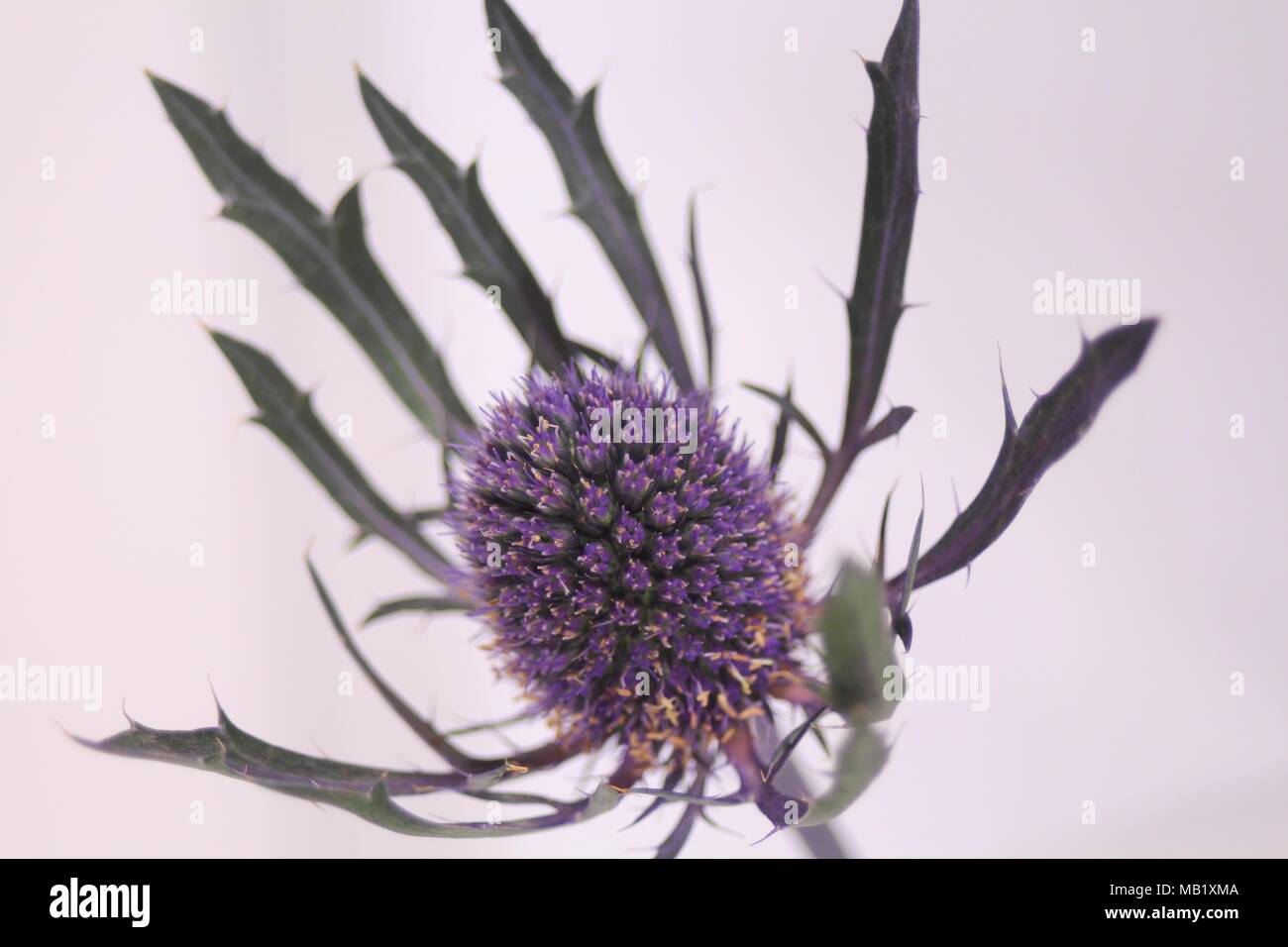 Purple Scottish Thistle plant on white background Stock Photo Alamy
