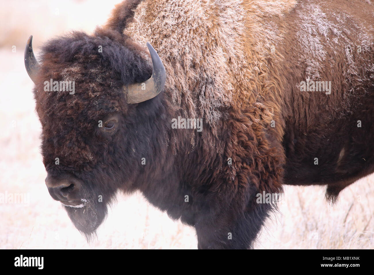 Bison snow cold buffalo hi-res stock photography and images - Alamy