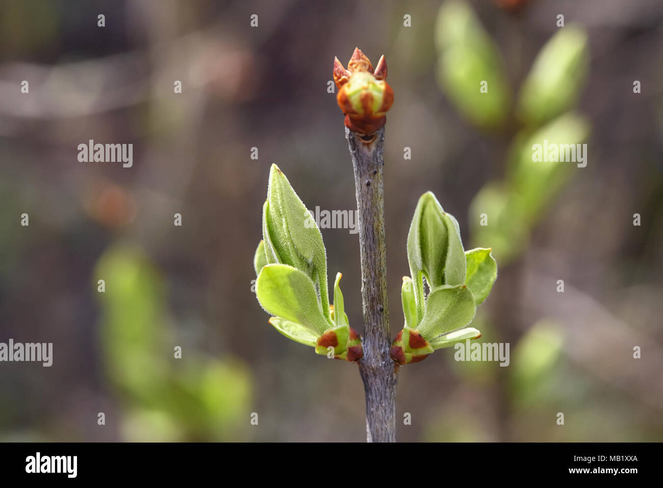 Green plant buds on tree branch in spring, closeup Stock Photo - Alamy