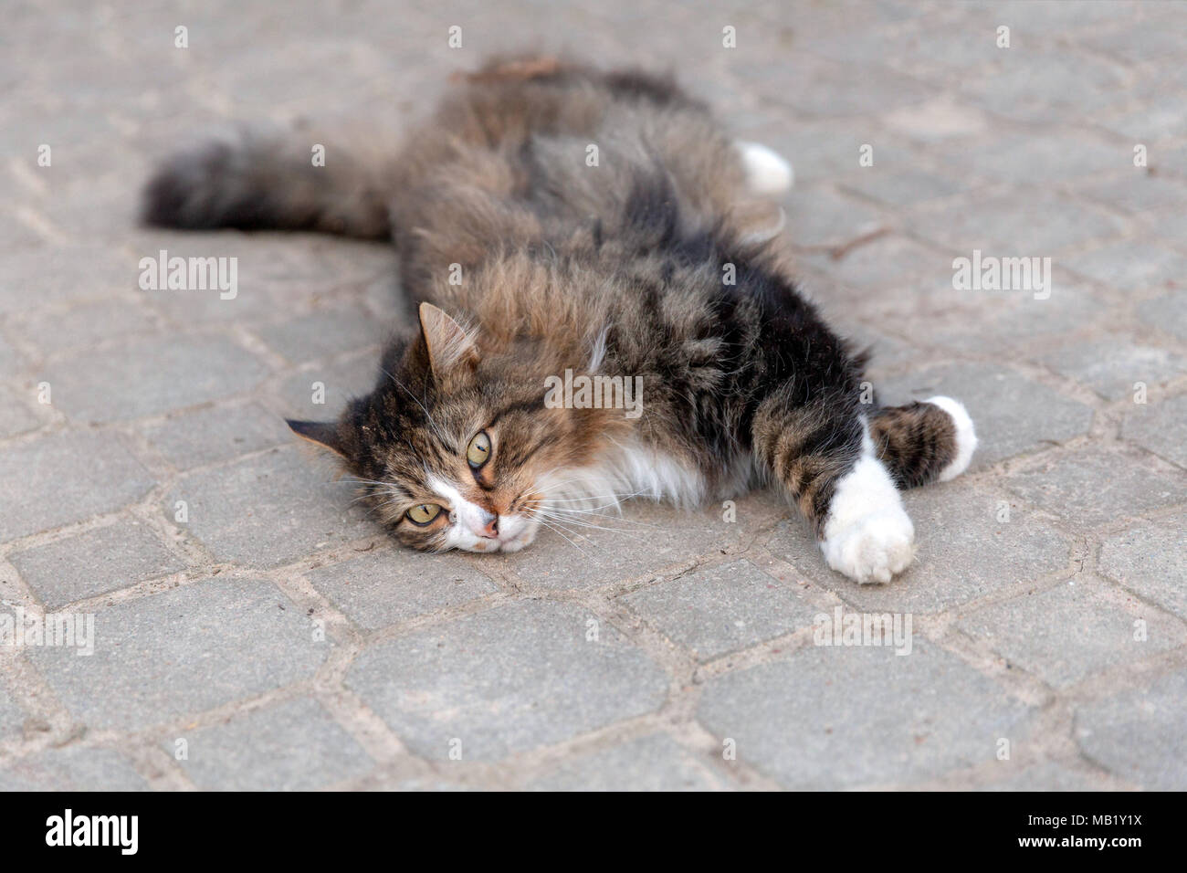 Fluffy cat dragging out on the ground Stock Photo Alamy