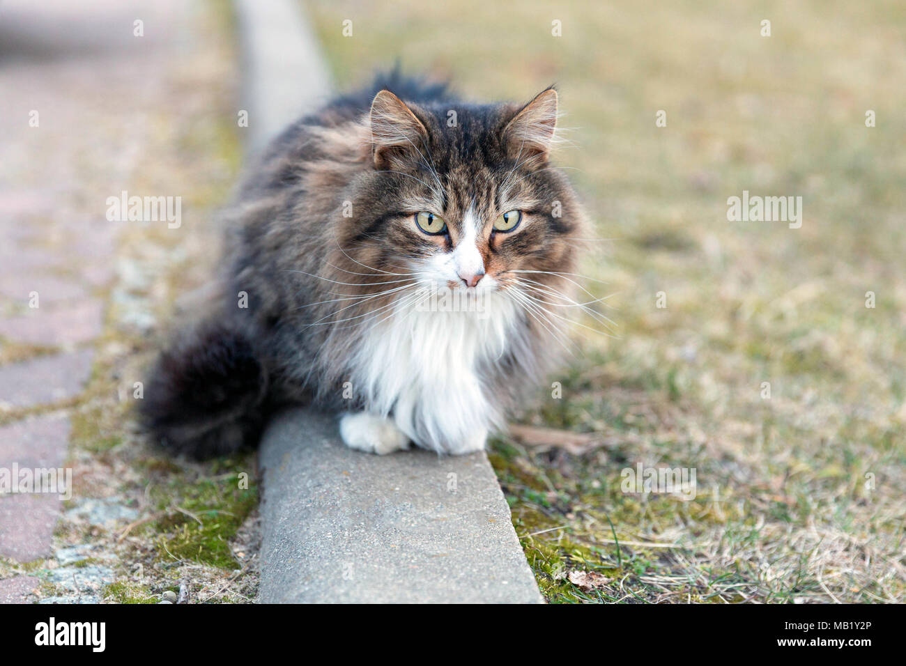 Fluffy cat sitting on the ground Stock Photo - Alamy