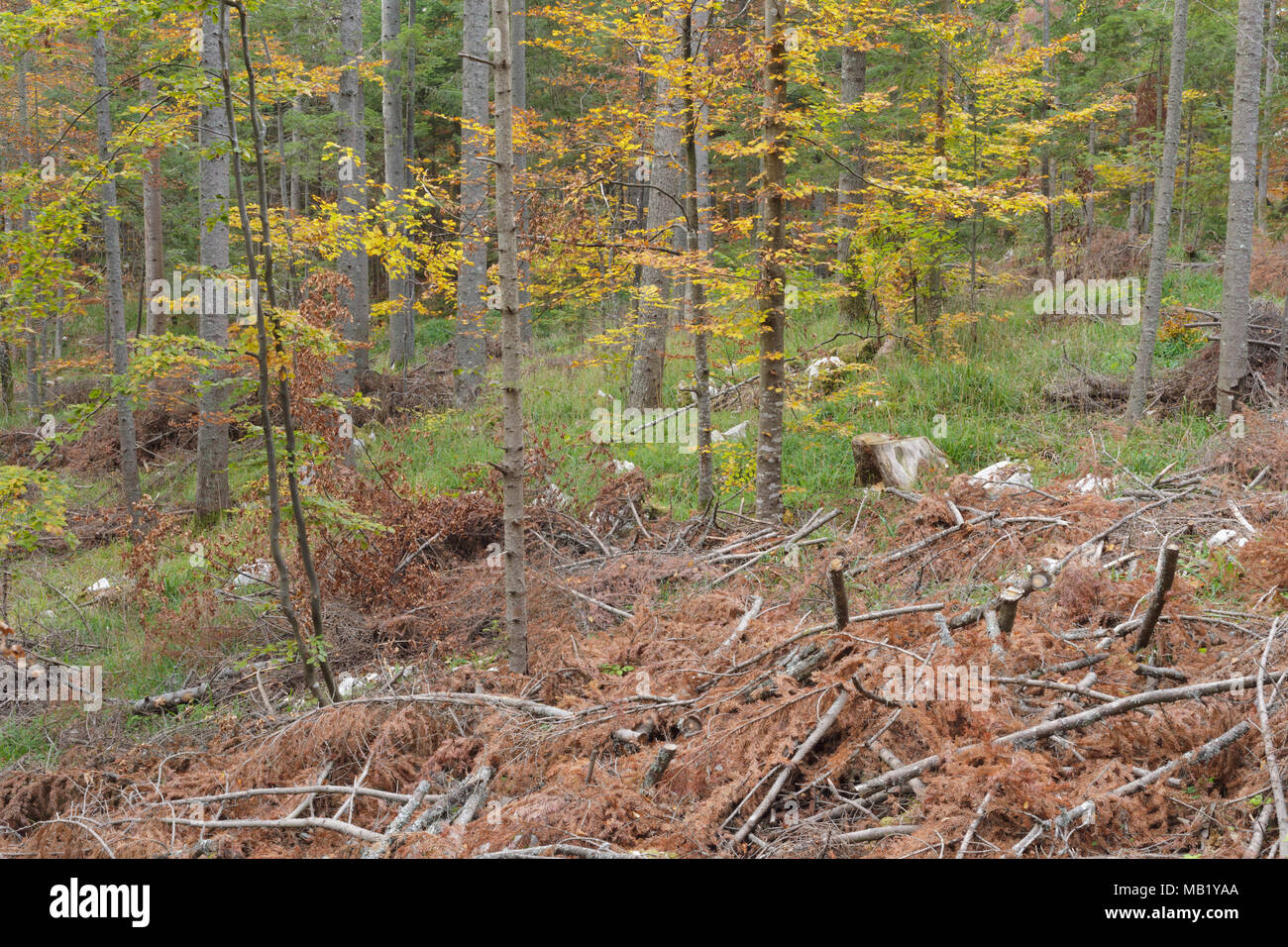 Cut Pine (Pinus sp.) branches and needles on forest floor, with Common Beech (Fagus sylvatica) mixed forest habitat, Tara National Park, Serbia, Octob Stock Photo
