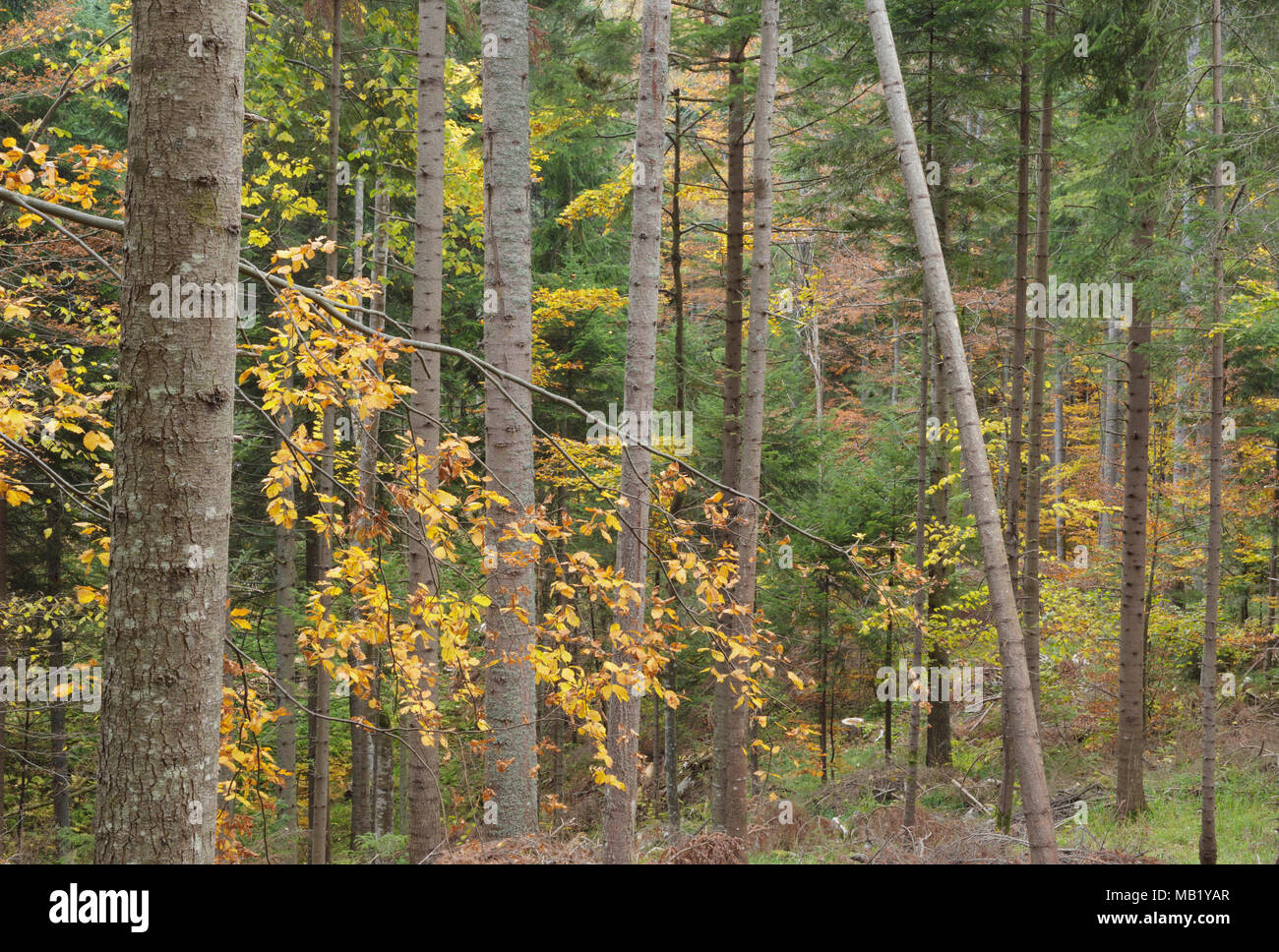 Pine trees (Pinus sp.) and Common Beech (Fagus sylvatica), mixed forest habitat, Tara National Park, Serbia, October Stock Photo