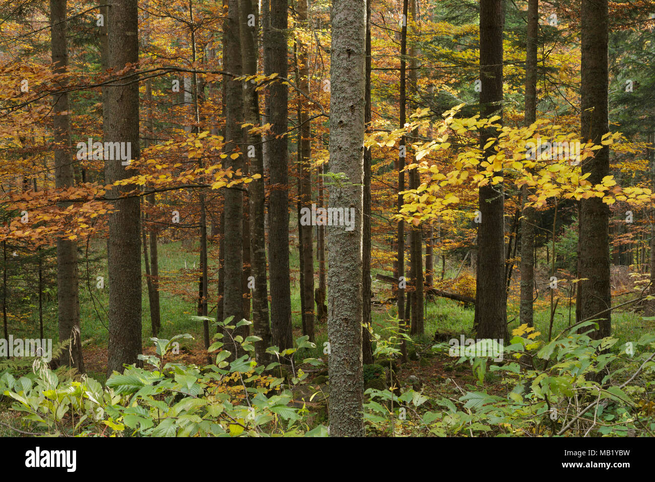 Pine trees (Pinus sp.) and Common Beech (Fagus sylvatica), mixed forest