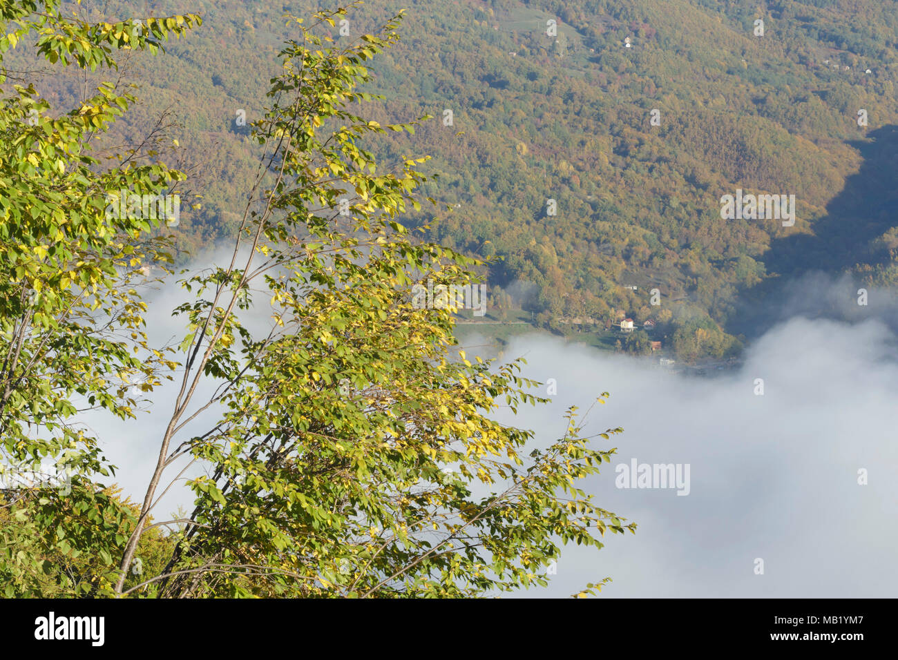 View of low cloud in valley and tree clad moutain slope, River Drina, Tara National Park, Serbia, October Stock Photo