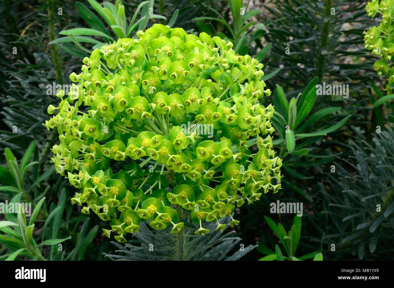Euphorbia dendroides Tree Spurge Euphorbiaceae family Stock Photo