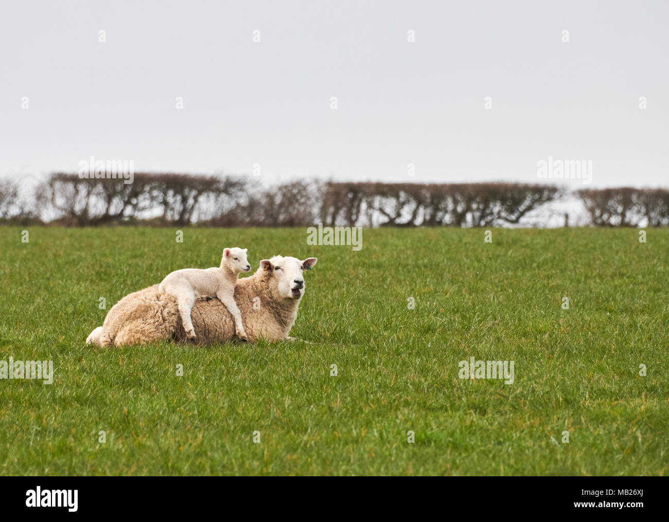 St Brides Major, Wales UK. 5th April 2018, Lambing well under way as weather improves in the Vale of Glamorgan, although this lamb clearly did not want to put its feet on the  damp grass. Credit: Phillip Thomas/Alamy Live News Stock Photo
