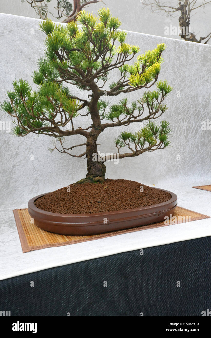 London, UK. 6th Apr, 2018. A Pinus Parviflora, White Pine bonsai tree on  display at the RHS Orchid Show & Plant Fair, Royal Horticultural Halls,  London, United Kingdom. The event showcases spring