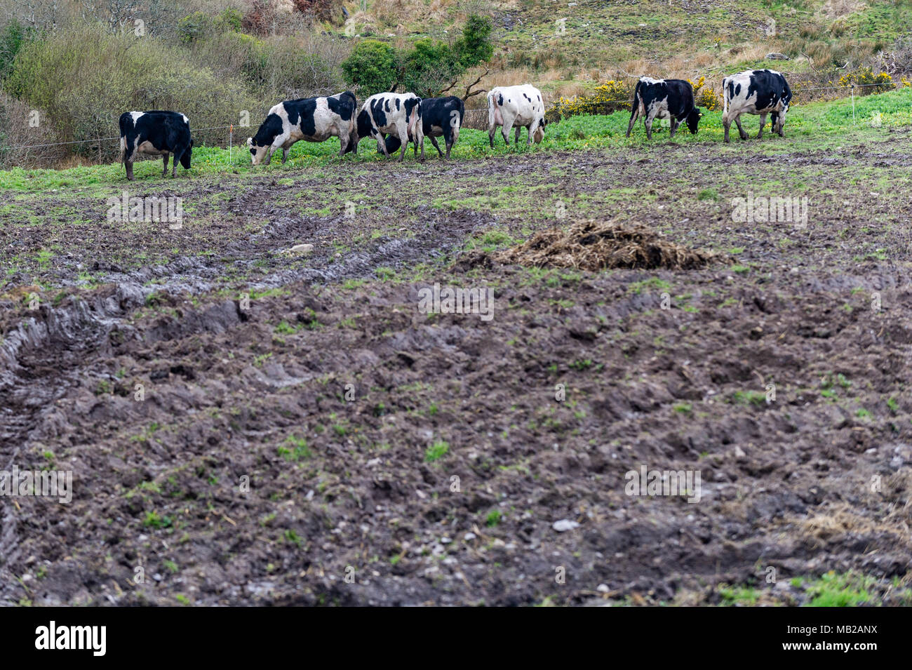 Ballydehob, Ireland. 6th Apr, 2018. A herd of dairy cows attempt to eat what little grass there is left in a field of mud, due to the ongoing fodder crisis in Ireland.  The poor weather has led to no grass growth with fodder having to be imported from the UK to help desperate farmers. Credit: Andy Gibson/Alamy Live News. Stock Photo