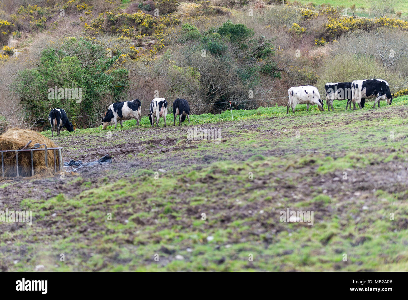 Ballydehob, Ireland. 6th Apr, 2018. A herd of dairy cows attempt to eat what little grass there is left in a field of mud, due to the ongoing fodder crisis in Ireland.  The poor weather has led to no grass growth with fodder having to be imported from the UK to help desperate farmers. Credit: Andy Gibson/Alamy Live News. Stock Photo