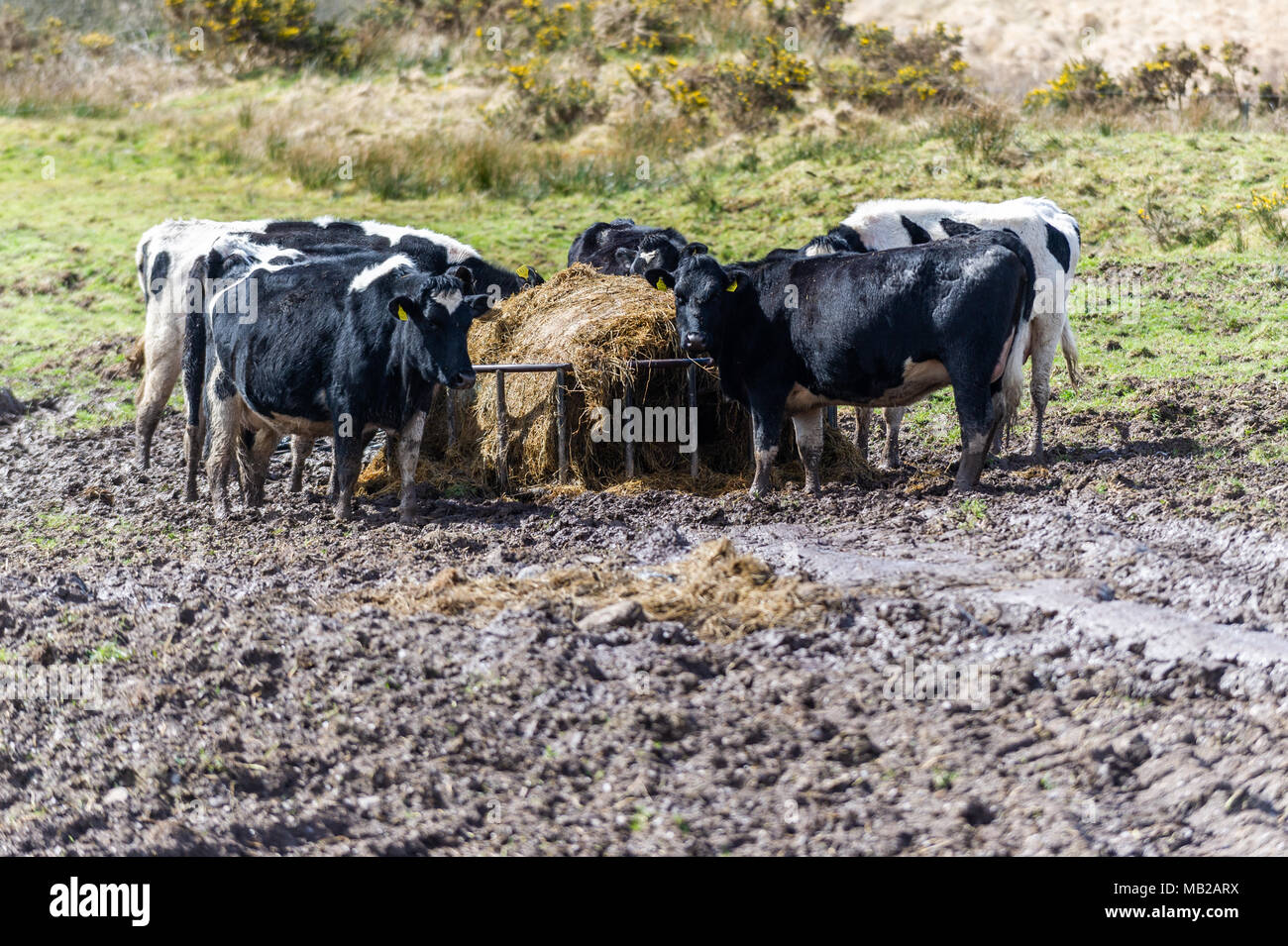 Ballydehob, Ireland. 6th Apr, 2018. A herd of dairy cows eat a bail of bought in fodder in a field of mud.  The poor weather has led to no grass growth with fodder having to be imported from the UK to help desperate farmers. Credit: Andy Gibson/Alamy Live News. Stock Photo