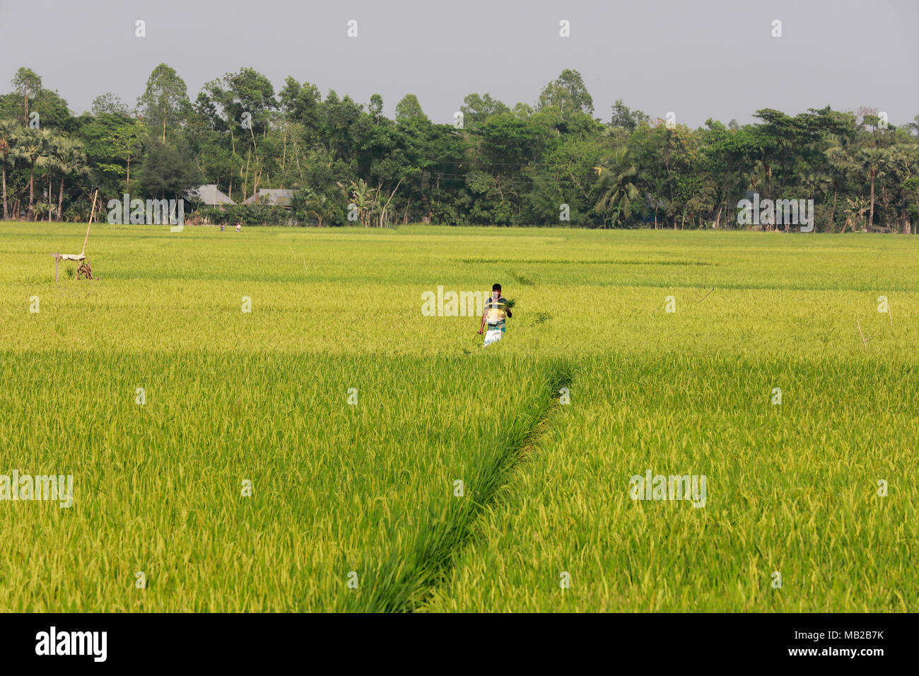Comilla, Bangladesh - April 06, 2018: A green paddy field at Comilla ...