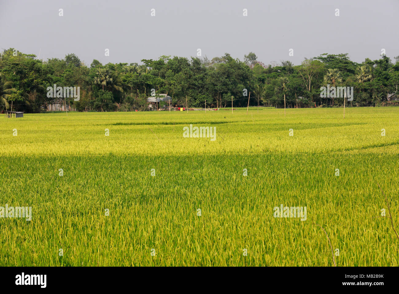 Comilla, Bangladesh - April 06, 2018: A green paddy field at Comilla ...
