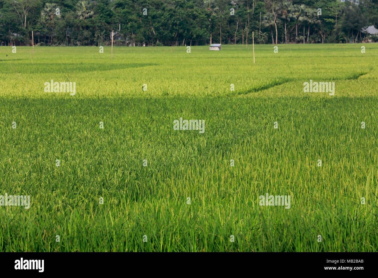 Comilla, Bangladesh - April 06, 2018: A green paddy field at Comilla ...