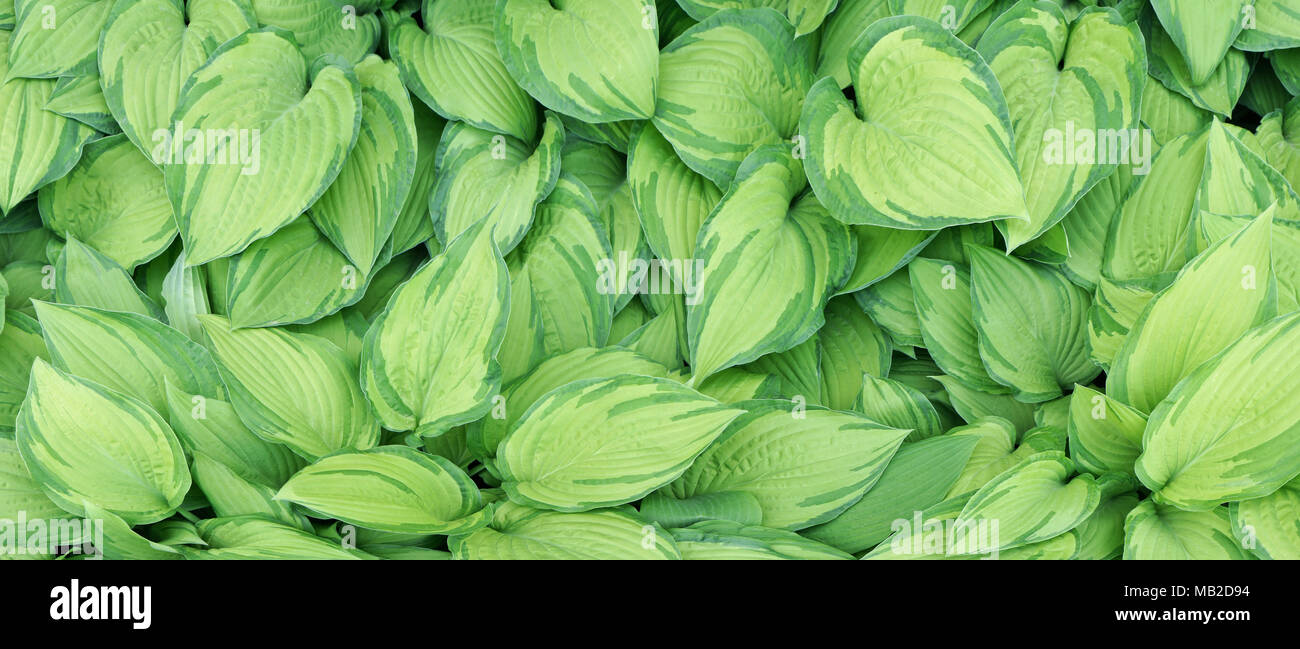 Long striped leaves hi-res stock photography and images - Alamy