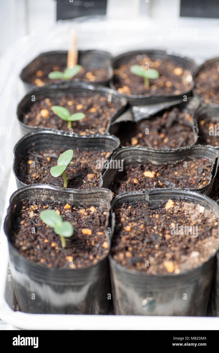 Germinating cucumber seed in a pod Stock Photo Alamy