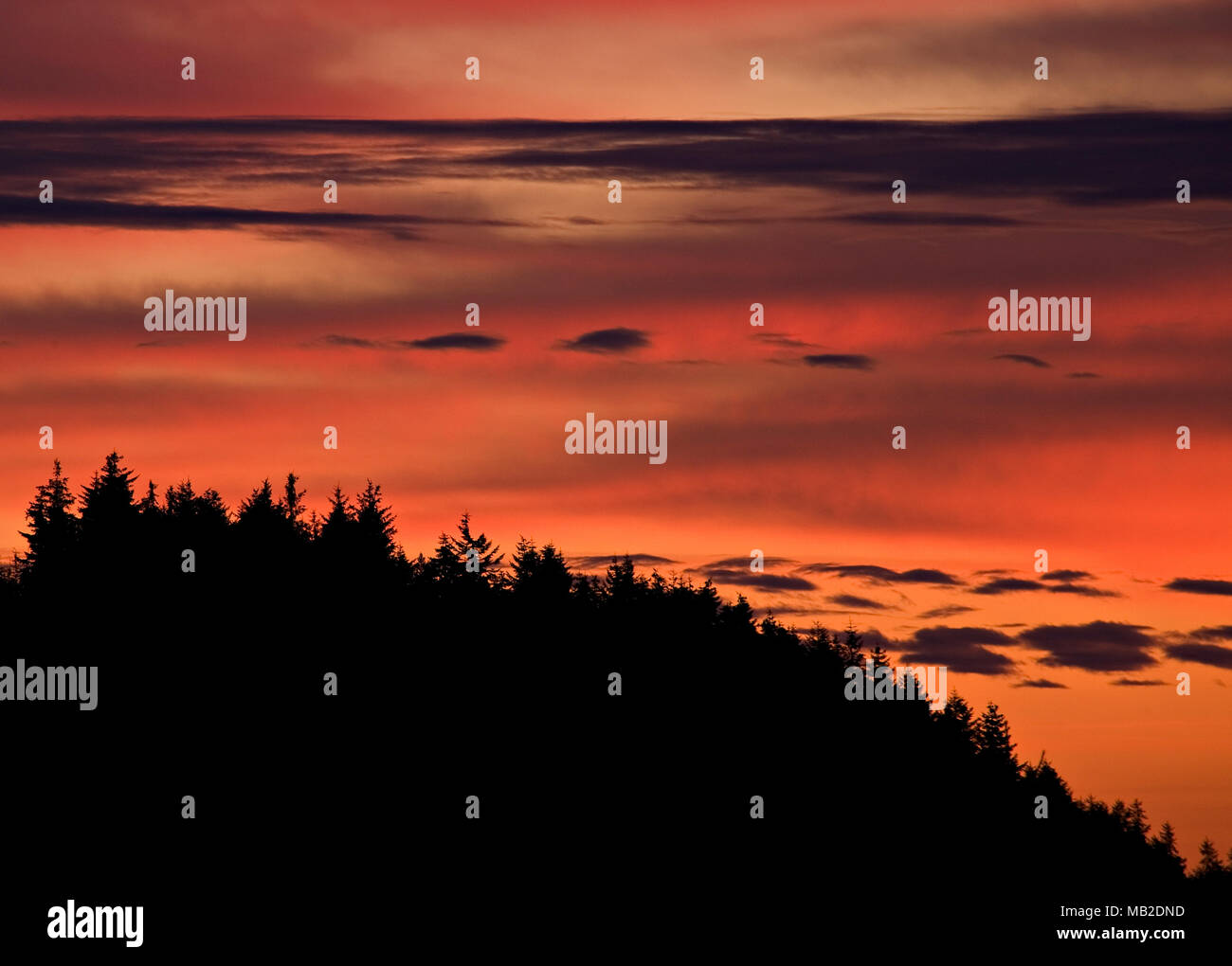 Trees in silhouette against colourful clouds at sunrise, Moel Famau, North Wales Stock Photo