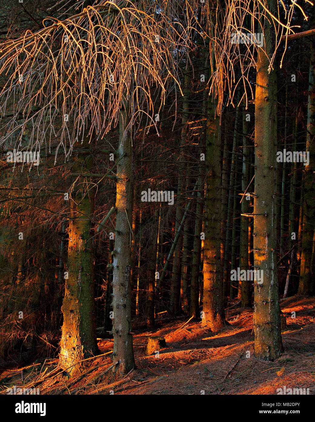 Trees in early morning sunlight, Clwydian Forest, Moel Famau, North Wales Stock Photo