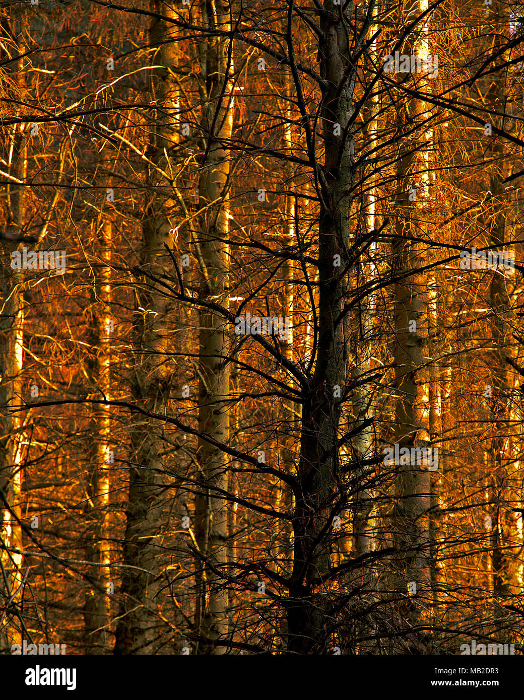 Trees in early morning sunlight, Clwydian Forest, Moel Famau, North Wales Stock Photo