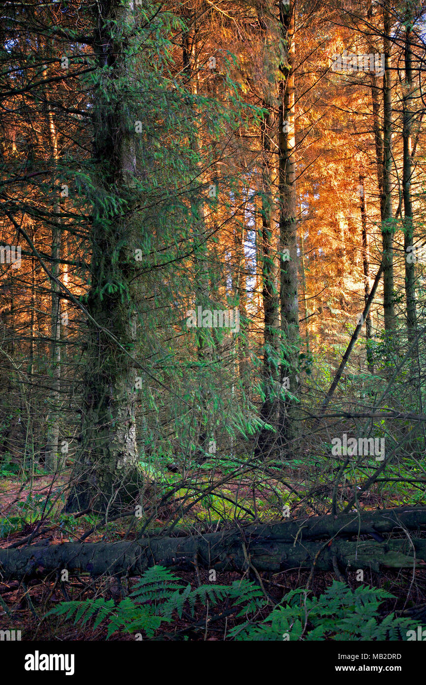 Trees in early morning sunlight, Clwydian Forest, Moel famau, North Wales Stock Photo