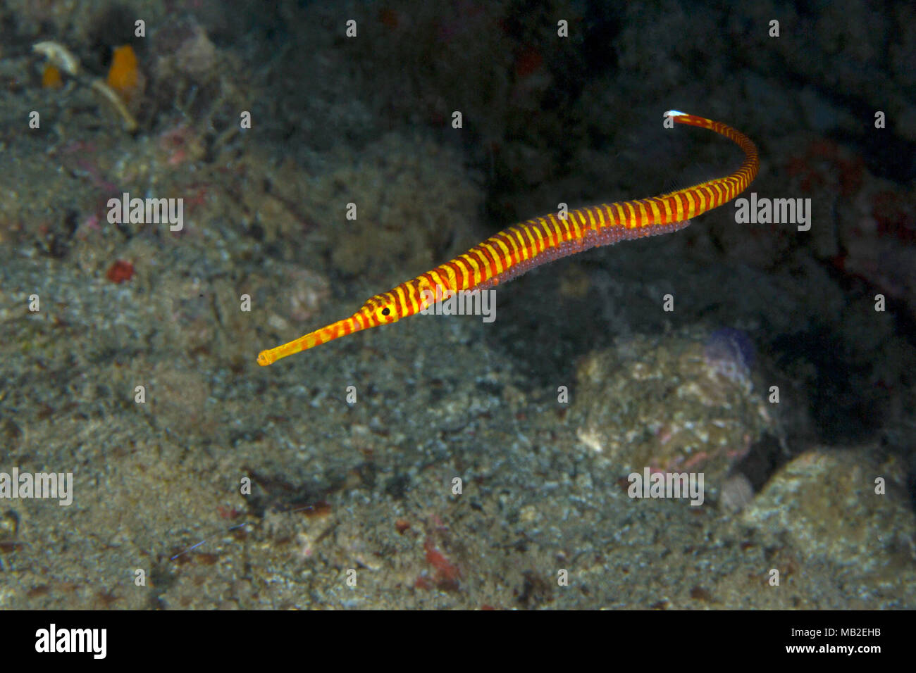 The banded pipefish or ringed pipefish with eggs (Dunckerocampus dactyliophorus). Picture was taken in the Banda sea, Ambon, West Papua, Indonesia Stock Photo