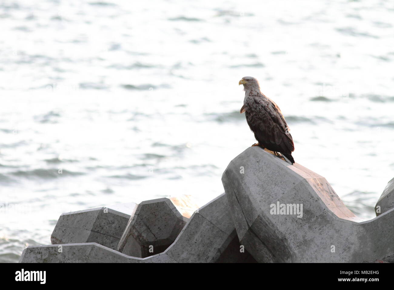 An eagle living in Hokkaido Stock Photo