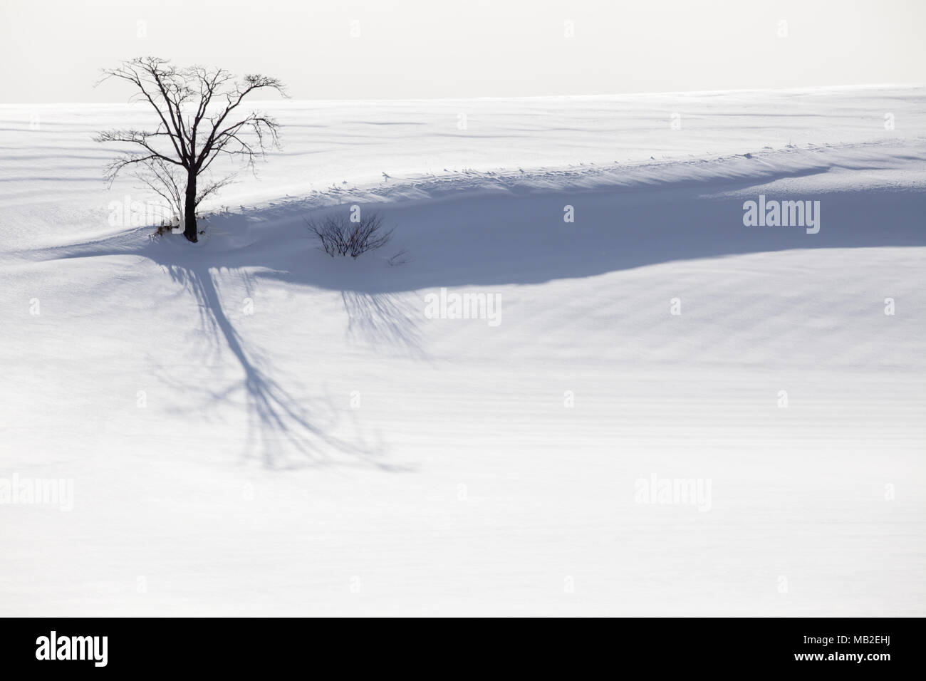 A tree in a snowy landscape Stock Photo