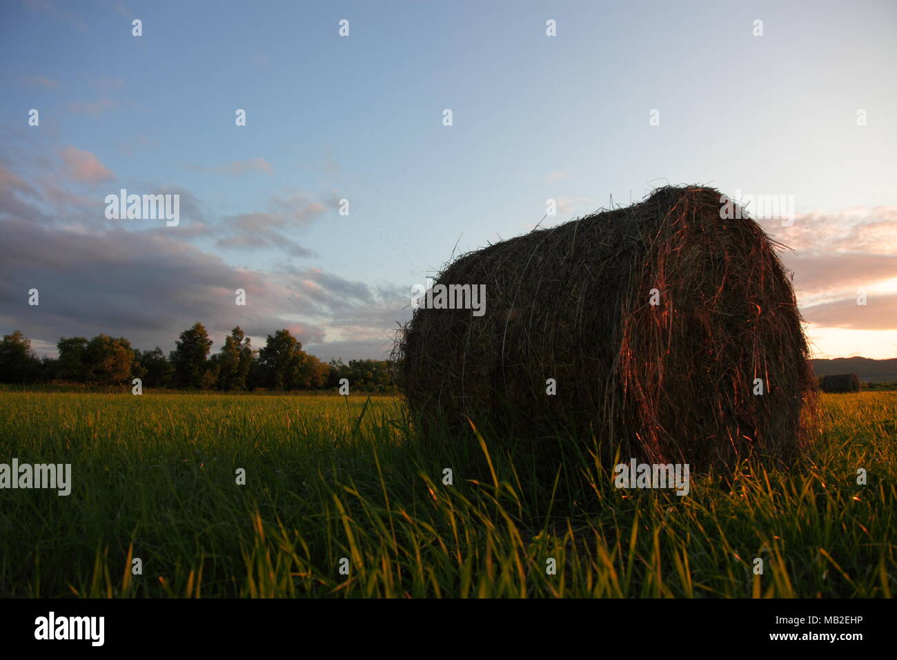 Pasture placed on the earth Stock Photo