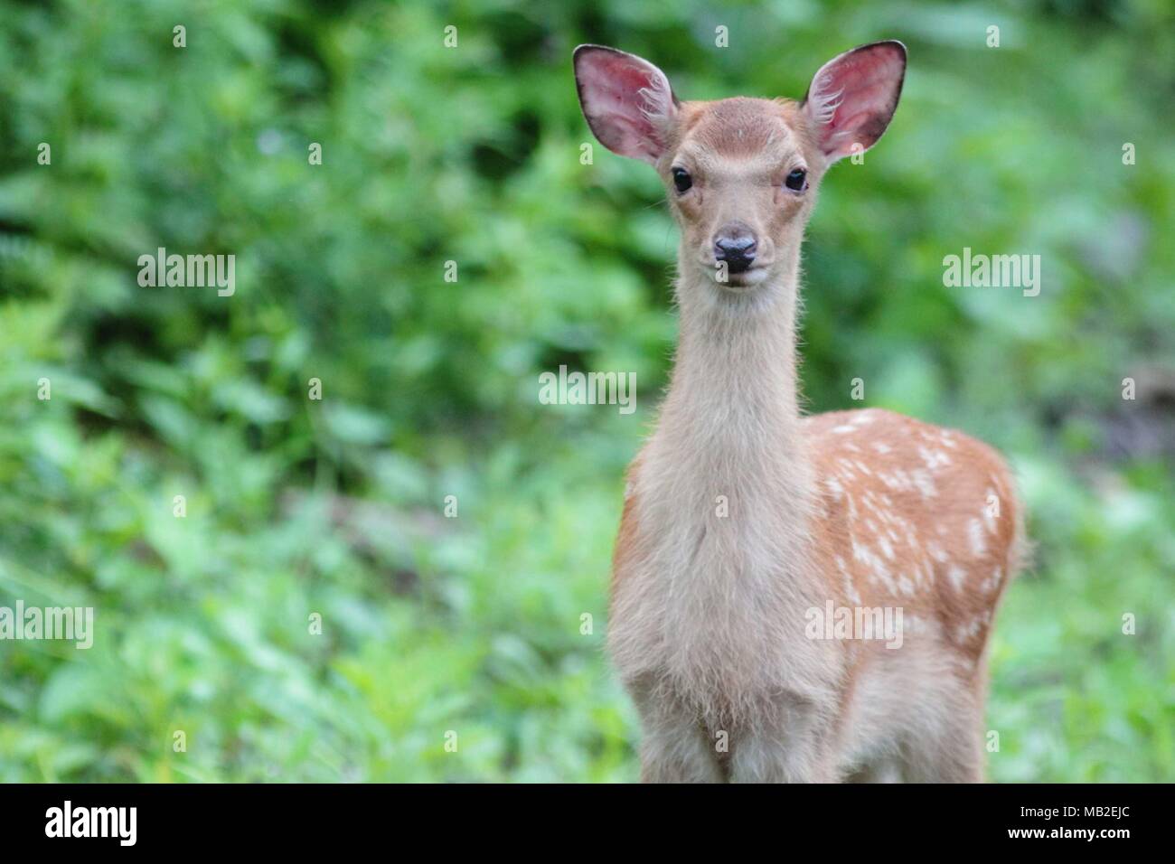 Deer living in Hokkaido Stock Photo