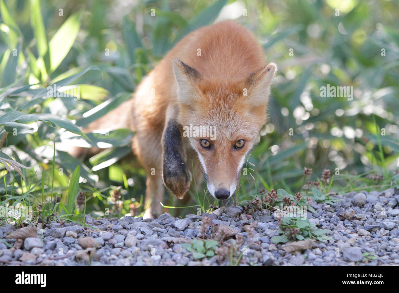 A fox inhabiting Shiretoko Stock Photo