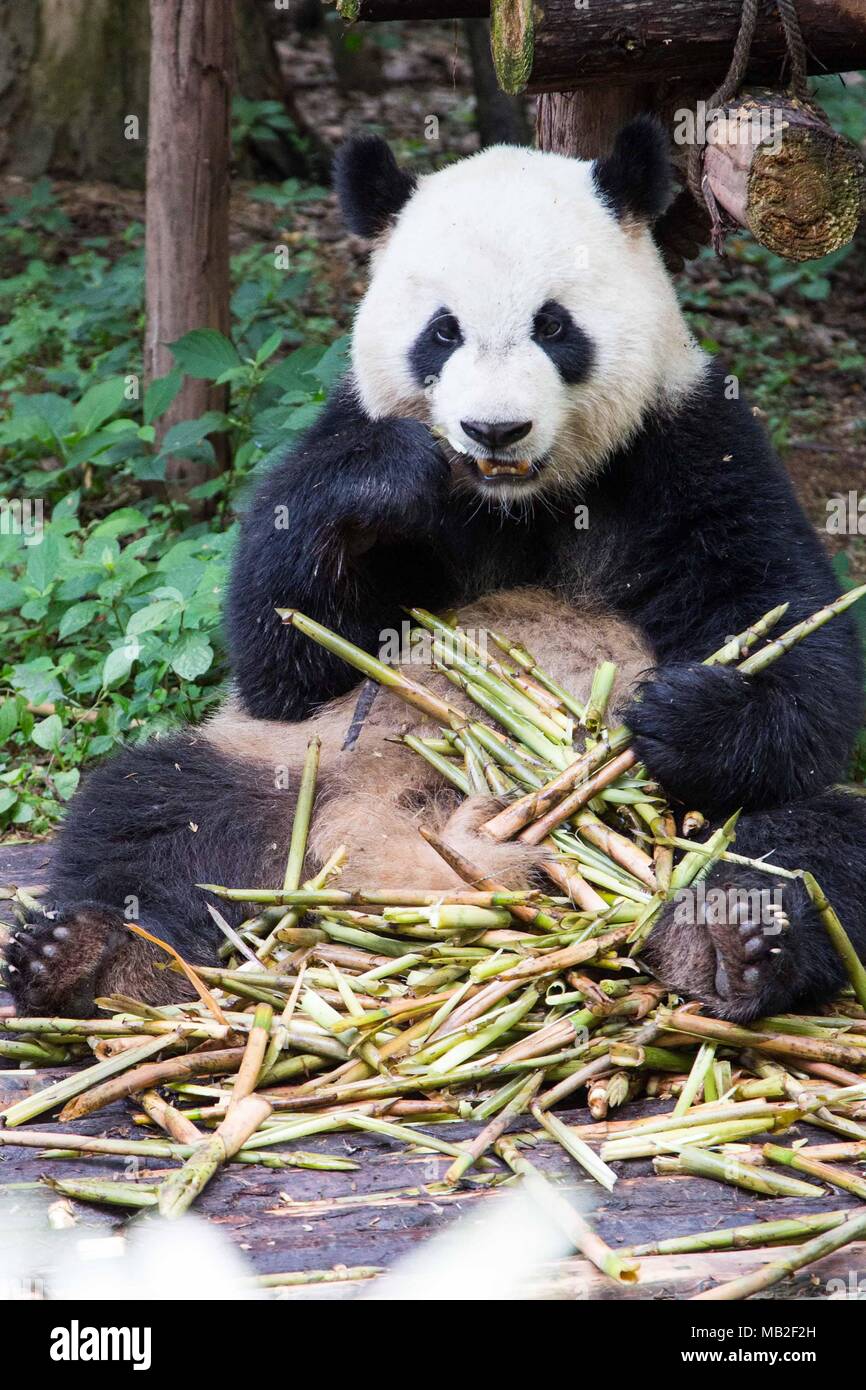Giant panda eating bamboo grass Stock Photo